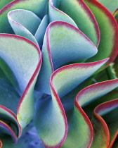 Kalanchoe, Red tipped leaves of Kalanchoe thyrsiflora grassulaceae showing pattern detail.