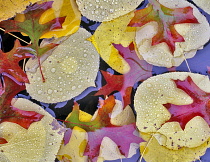 Oak, Autumnal colours of Aspen and Oak leaves in pond near Alpine, Oregon, USA.