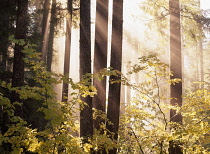 Trees in fog with sun streams, Willamette National Forest, Aufderheide National Scenic Byway, Oregon, USA.