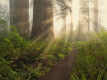 Redwood trees and path with sunlight streaming in Lady Bird Johnson Grove, Redwood National and State Parks, California, USA.