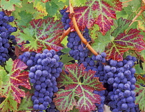 Grape, Vitus vinifera, Close up of Cabrenet Sauvignon grapes and vine leaves with dew.