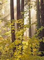 Trees in fog with sun streams, Willamette National Forest, Aufderheide National Scenic Byway, Oregon, USA.