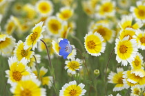 Tidy Tip, Layia platyglossa, and one Baby Bue Eyes, Nemophila menziesii, Carrizo Plain National Monument, California, USA.