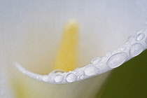 Lilly, Arum lily, Calla Lily, Close up with dew drops.