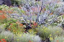Wildflowers and burned manzanita bush three years after wildfire, Mostly Ceonothus, snowbush, and Indian Paintbrush, Freemont National Forest, Oregon, USA.