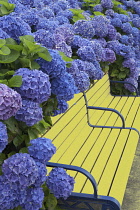 Bench surrounded with blooming Blue Bonnet hydrangea, Hydrangea macrophylla.
