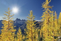 Tamarack or larch in autumnal color,  North Cascades National Park, Washington, USA.