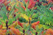 Sumac, Cutleaf Sumac, Rhus glabra 'Laciniata', in autumnal colours, Hoyt Arboretum, Portland, Oregon, USA.