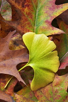 Ginko, Maidenhair tree, Gingko biloba, Single gree leaf among autumnal oak leaves, Wilsonville, Oregon, USA.