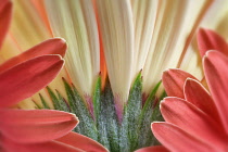 Gerbera Flower close up showing sepals and petals.