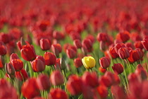 Tulip, Tulipa, Single yellow flower among field of red ones.