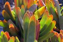 Aloe, Fan Aloe, Aloe plicatilis, Mendocino Coast Botanical Gardens, California, USA.