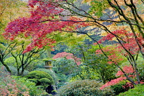 Japanese Maple in autumnal colours, Portland Japanese Gardens, Portland, Oregon, USA.