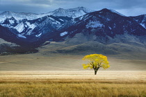 Lone tree in autumnal colour in vast pasture, Montana, USA.