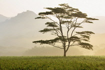 Lone tree in morning fog, Kauai, Hawaii, USA.