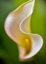 Lily, Lilium, Aruba California Callas, sp Zantedeschia, close up against green background.