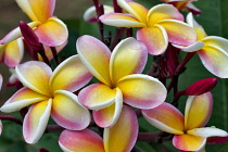 Plumaria or Frangipani bloom with rain drops,  Kauai, Hawaii, USA.