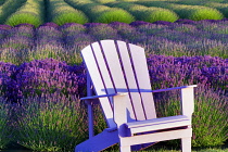 Lavender, Lavandula, Chair in field of purple flowers.