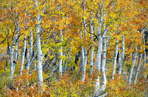 Close up of autumnal colours and trunks of aspen trees, Inyo National forest, California, USA.