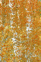 Close up of autumnal colours and trunks of aspen trees, Inyo National forest, California, USA.