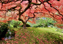 Japanese Maple tree in autumnal colours, Portland Japanese Gardens, Oregon, USA.