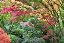 Japanese maple, Sculpture and autumnal colours at Portland Japanese Garden, Oregon, USA.