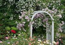 Arch with climbing roses, Heirloom Gardens, St Paul, Oregon, USA.