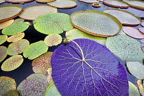 Close up of Eurgale Ferox tropical waterlily leaf turned upside down, Hughes Water Gardens, Oregon, USA.