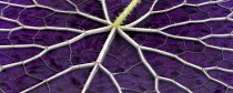 Close up of Eurgale Ferox tropical waterlily leaf turned upside down, Hughes Water Gardens, Oregon, USA.