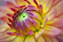 Dahlia, Gabrielle Marie Dahlia, Close up of colourful flower.