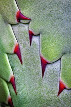 Agave, Close up of thorns on plant before opening.