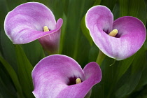 Lily, Calla lily, Close up of three pink coloured flowers.