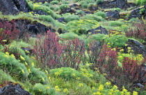 Pungent Desert Parsley, Lomatium grayi, and early red oak leaf growth,  Columbia River Gorge National Scenic Area, Washington