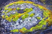 Green and orange moss on streamside rock, Major Creek. Columbia River Gorge National Scenic Area, Washington, USA.