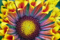 Close up of Fanfare Blanket Flower, Gaillardia 'Fanfare'.