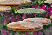 Tropical lily pads in pond with reflected bougainvillaea flowers, Hughes Water Gardens, Oregon, USA.