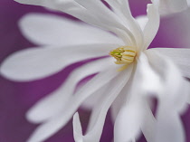 Magnolia, Magnolia stellata 'Royal Star', Close up of white flower against purple background.