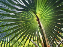 Close up of leaves of Bizmarkia Palm, St John, Virgin Islands.