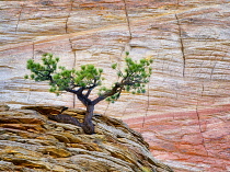 Bonsai ponderosa pine tree struggling to survive and Cherboard Mesa,  Zion National Park, Utah, USA.