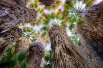Looking up into grove of California Fan Palm, Coachella Valley Preserve, California, USA.