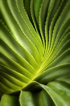 Close up of a succulent plant, Bora Bora, French Polynesia.