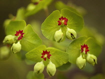 Close up of Euphorbia flowers, Oregon, USA.