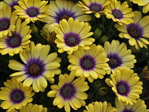 Blue-eyed Beauty, Close up of yellow flowers.