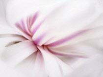 Magnolia flower close up.