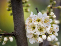 Dwarf Shiro Plum blossoms, Close up of flowers growing on the tree,  Oregon, USA.