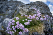 Sea Thrift or Sea Pink growing in the Burren, County Clare, Ireland.