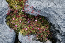 Herb Robert wildflowers in Karst limestone, The Burren, County Clare, Ireland.