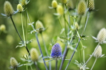 Close up of Jade Frost Sea Holly, Erynghan,  blossoms.