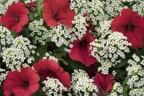 Close up of petunia and alysum flowers.