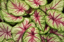 Close up of variegated Caladium leaves.